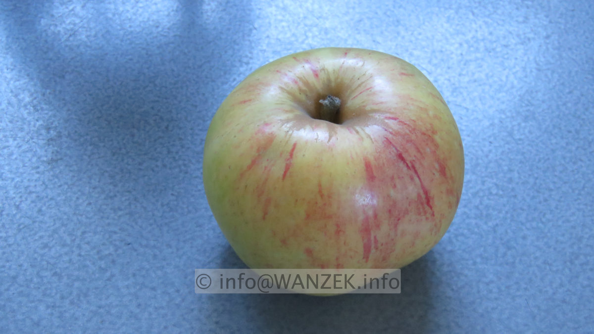 Apfel Landsberger Renette 01.JPG